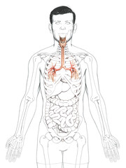 3D illustration of Larynx Trachea Bronchi Part of Respiratory System.