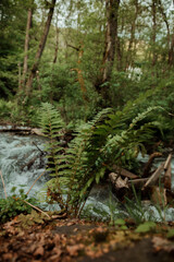 Big green fern bush near river or creek in the rainforest in the summer day, day light, natural colors, side view. Shallow focus, depth of field 