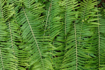 Green fern leaves top view, flat lay, natural light, natural colors