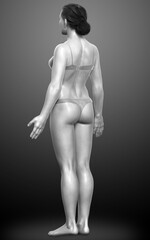 Naklejka premium 3d rendered illustration of the female body