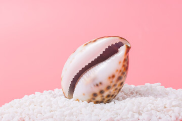 Spiral shell closeup on pink background