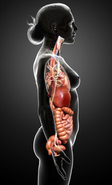 3d rendered medically accurate illustration of Female Digestive System  and heart