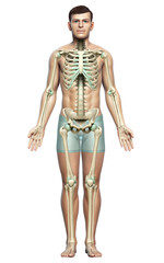 3d rendered, medically accurate illustration of a male skeleton system