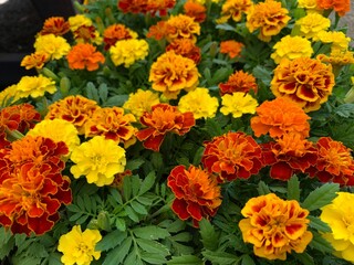 Many marigold varieties are arranged in orange, yellow, green petioles.