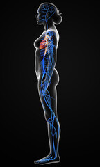 3d rendered medically accurate illustration of a female Veins anatomy