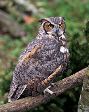 Owl Bird Stock Photos.  Image. Portrait. Picture. Close-up profile view. Blur background. Perched on branch.