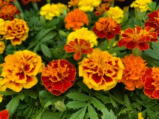 Many marigold varieties are arranged in orange, yellow, green petioles.