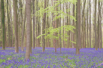 Bluebells and beech trees in Hallerbos