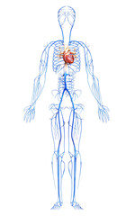 3d rendered medically accurate illustration of the Veins