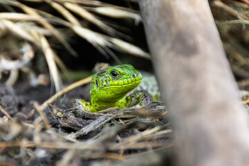 lizard on the grass.