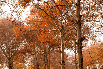 New Fresh leaves on maple tree seen all over the Kashmir Univers