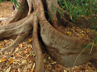 Close-up of twisted roots above the ground of a century-old tree. The roots of a large tree, dried...