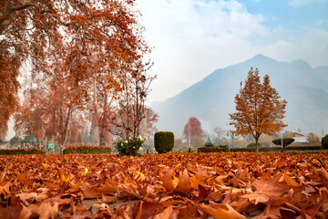 A low angle shot of Himalaya Mountain seen from Shalimar Bagh (G