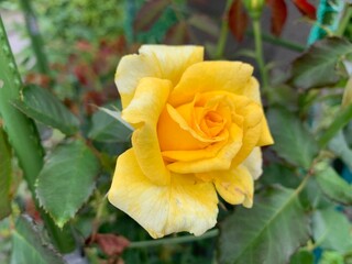 Yellow roses in full bloom Green leaf stalk