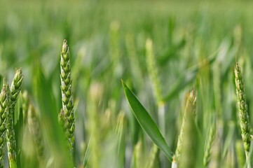 Beautiful close-up of young green corn. Colorful nature background.
