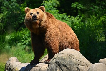 Fototapeta premium Beautiful shot of an animal in nature. Brown bear. (Ursus arctos)