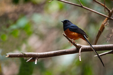 Fototapeta premium White - rumped Shama
