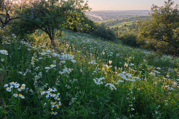 Golden hour over meadow