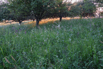 Sunset in the orchard