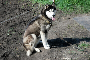 alaskan malamute dog