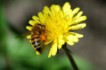 Fotobehang bee on yellow flower © Иван Шкрибляк