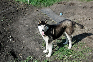 siberian husky dog