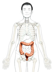 3d rendered, medically accurate illustration of female  large intestine anatomy