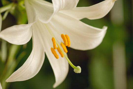 White lilium flower close up