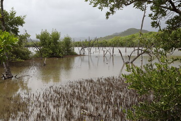 Sainte-Anne Martinique - Hiking trail along the east coast of Martinique, dead trees in the water