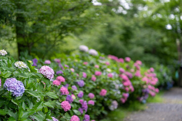 紫陽花の咲く道