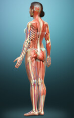 3d rendered medically accurate of the female anatomy