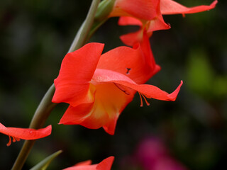 Close up shot of orange gladiola flower.