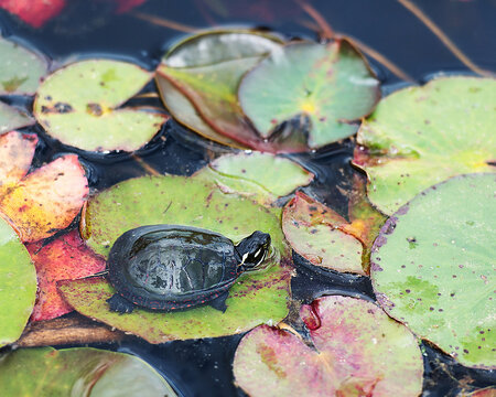 Turtle Painted Photo.  Turtle painted baby on lily pads.   Baby Painted Turtle close-up profile view.
