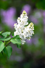 In the spring, white lilac blooms.