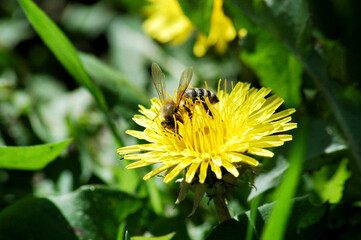 bee on dandelion