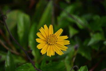 Yellow Bay Biscaye