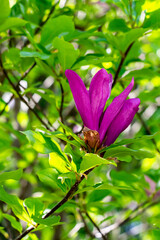 The departing spring is the last magnolia flower