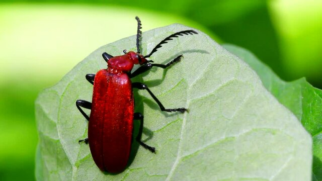 Close Up movie Red-headed Cardinal Beetle on a leaf. His Latin name is Pyrochroa serraticornis.