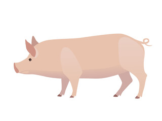 Vector illustration of pig. Farm animal, domestic swine, isolated on white.