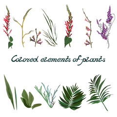 Set of images of colored elements of plants on a white background. Vector with isolated botanical fragments of leaves, stems, buds and handwritten text