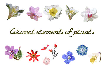 Set of images of colored elements of plants on a white background. Vector with isolated botanical fragments lily, orchid, violet flowers, stems, buds and handwritten text