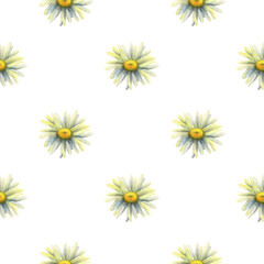 Field daisies. Seamless pattern with watercolor illustrations of colors on a white background. Summer background with daisies. Stock image.