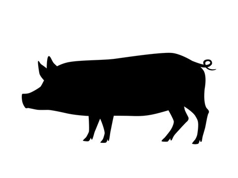 Vector illustration of pig. Silhouette of farm animal - domestic swine.
