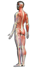 3d rendered medically accurate of the male anatomy