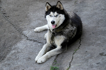 siberian husky puppy
