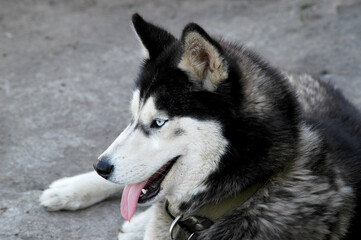 siberian husky dog