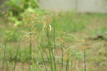 Closeup grass flowers grow in the field with blurred landscape background