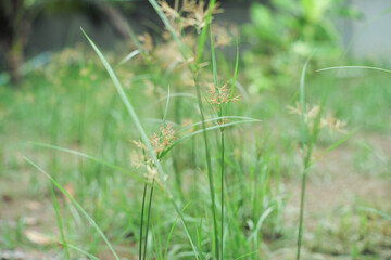 Closeup grass flowers grow in the field with blurred landscape background