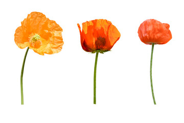 Obraz premium red poppies isolated on white background