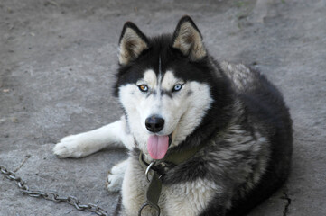 siberian husky dog